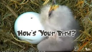 Frank Zappa - How&#39;s Your Bird?