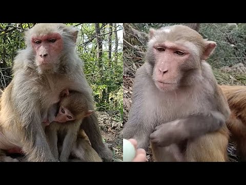 Funny monkeys will make you laugh hard