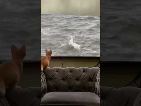 Funny cat 2022 #funnycat #sudhirvlog