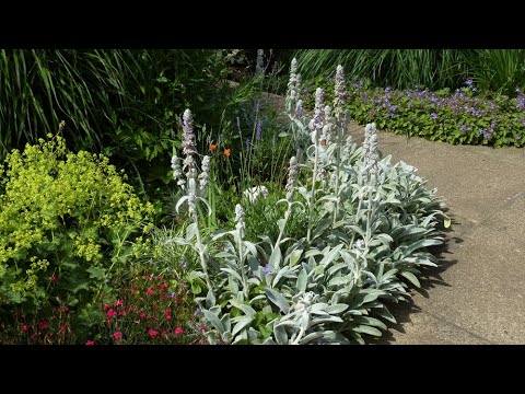 Bodendecker für sonnige Gartenecken