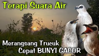 Download lagu Terapi TRUCUKAN stres malas Bunyi || TERAPI AIR  agar BURUNG TRUCUK cepat gacor mp3 Download lagu Terapi TRUCUKAN stres malas Bunyi || TERAPI AIR  agar BURUNG TRUCUK cepat gacor mp3