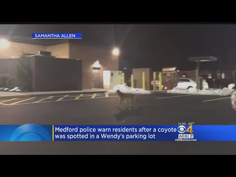 Medford Police Warn Residents After Coyote Spotted In Wendy's Parking Lot