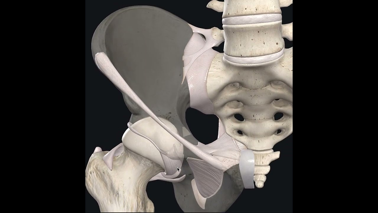 Articulações do membro inferior