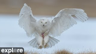 Snowy Owl - Owl Research Institute 2022 Highlights