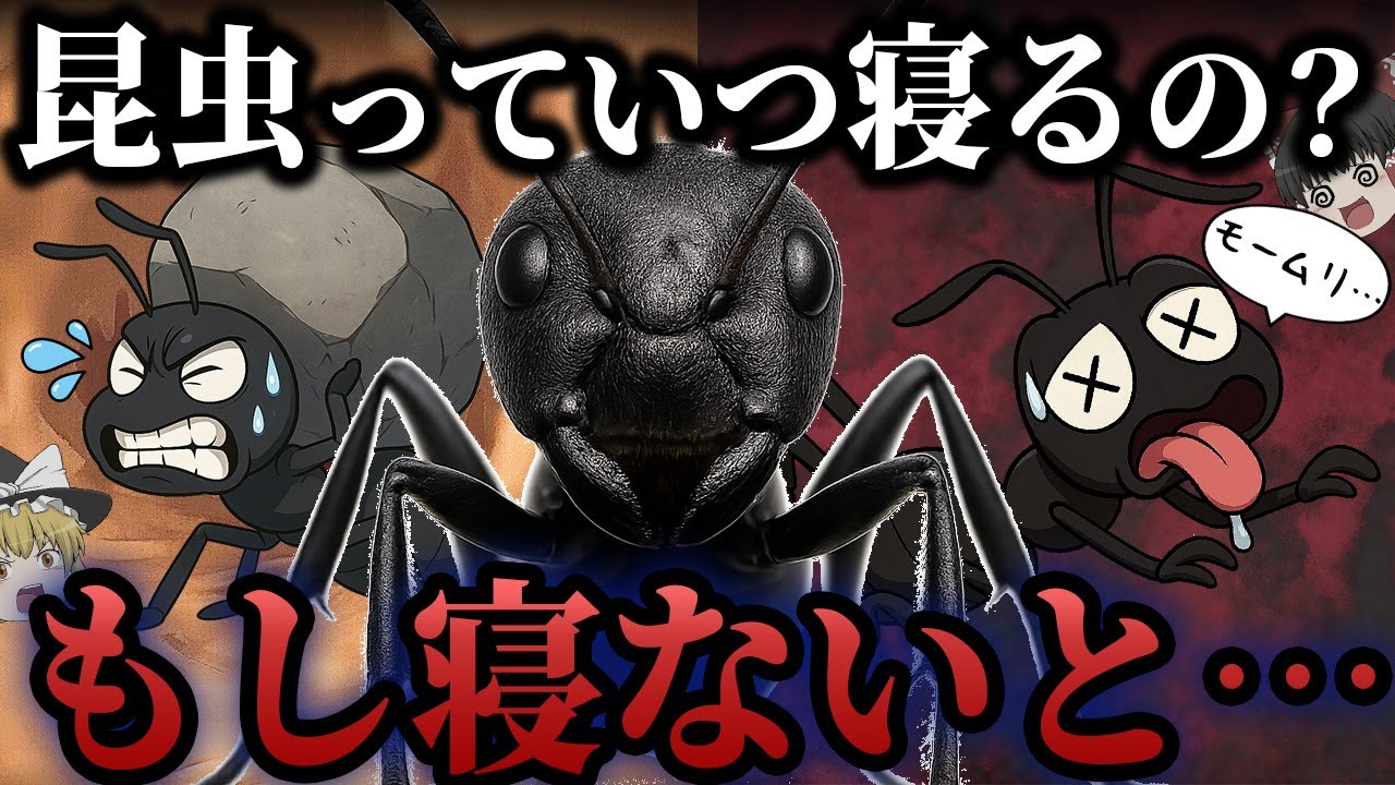 【まるで人間】寝ないと死亡率UP！？虫の悲しすぎる睡眠事情