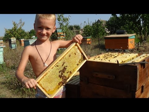 Улей с дупловым развитием, смена пчелы на пасике