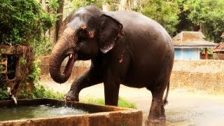 Guruvayoor Reshmi - An Elephant in Kerala