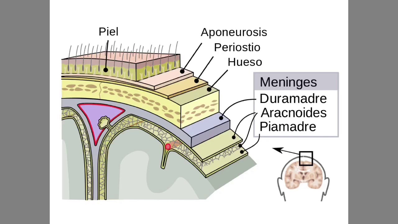 Las Meninges: Duramadre, Aracnoides y Piamadre