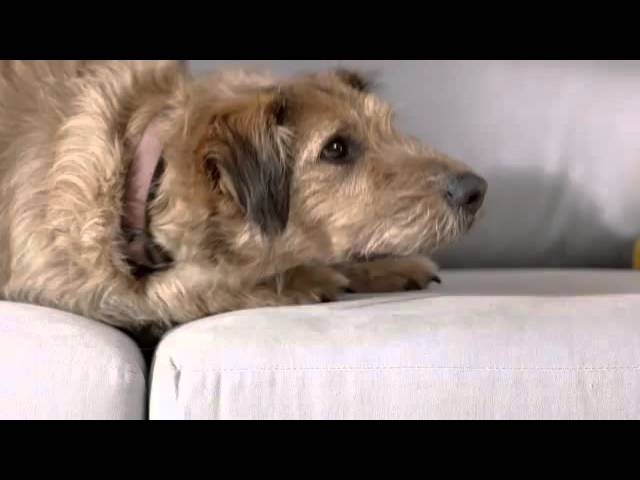 Video teaser for Dyson V6 Animalpro