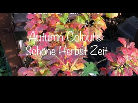Bonsai im Herbst/Schöne Momente und schöne Farben /Bonsai oder Kleinholz 2023-32