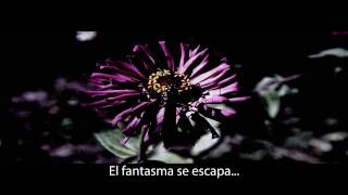 Weezer - Butterfly (subtítulos español)