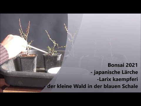 Bonsai 2021-19 -  japanische Lärche - Larix kaempferi - der kleine Wald in der blauen Schale