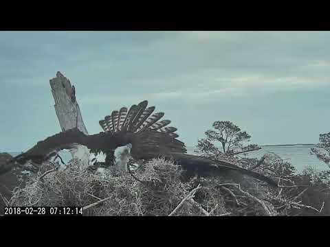 Female Osprey Defends Nest Site From Intruder – Feb 28, 2018