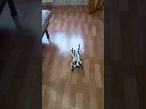 фото робот собака 0
