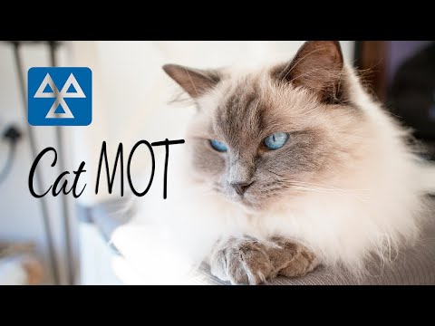 𝘢𝘵 𝘩𝘰𝘮𝘦 Cat Health Check | 𝐡𝐨𝐰 𝐭𝐨 MOT your | Ragdolls Pixie and Bluebell