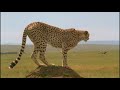 Cheetah Vs Zebra