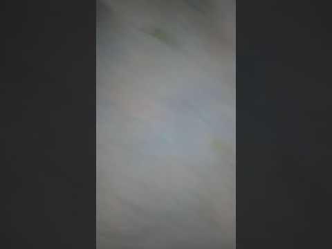 No we a mi nadie me pisa (matando un gusano nigga) [TERMINA MAL] - LUISITO COMUNICA PLAY :v