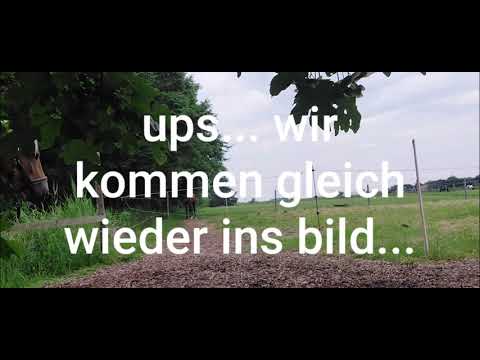 unerfahrenes / junges Pferd mit dem wasserschlauch abspülen...