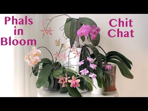 Windowsill Phalaenopsis in Bloom in March