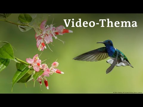Learn German with videos | Hummingbirds: little acrobats of the skies | with German subtitles