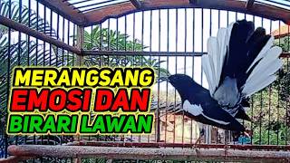 Download lagu suara burung kacer gacor ngepl0ng dijamin ampuh buat mancing kacer malas bunyi mp3