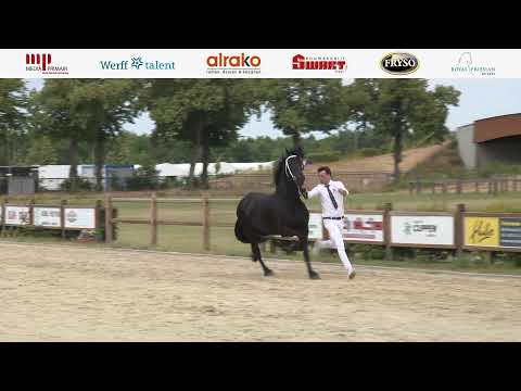 Fokdag | Het Friese Paard Limburg | 5 Juli 2025