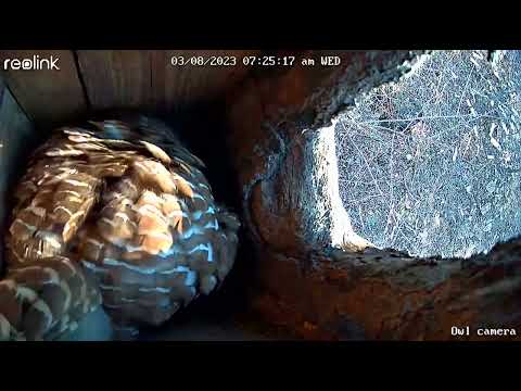 Barred owl nesting box 3/8/23