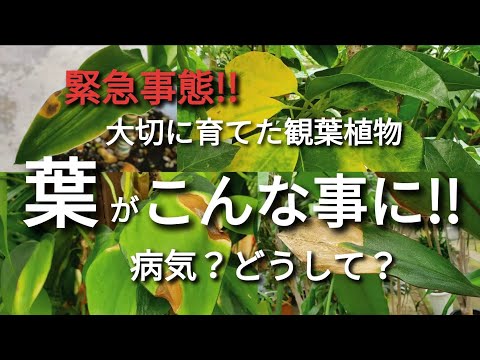 緑の植物: 葉の先端が茶色になるのはなぜですか?対処法と考えられる4つの原因とは！  庭園