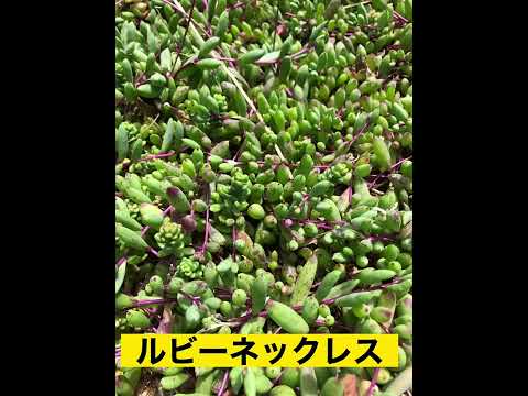 エクステリアを美しくする、メンテナンス不要の多年草グランドカバー植物 7 選  庭園