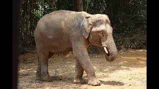 ปล่อยช้างป่าพลายไข่นุ้ยเข้าศูนย์บริบาล