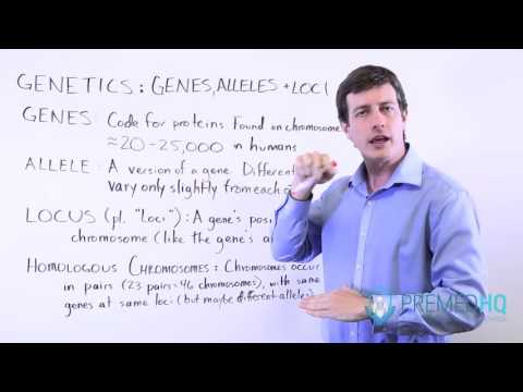 Genes, Alleles, and Loci
