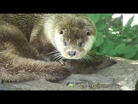 Allianz Umweltstiftung - Der Fischotter - ein bedrohter Vagabund