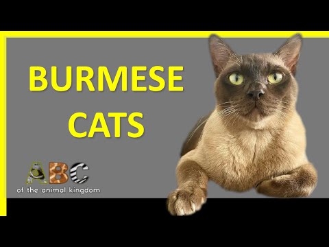 Burmese cats - Everything you need to know