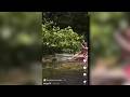 FWC Investigates Viral Video Appearing To Show Woman Petting Alligator At Silver Springs