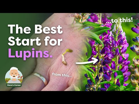 How to Sow Lupins (4 Methods for Best Results) + Potting On Once Germinated!