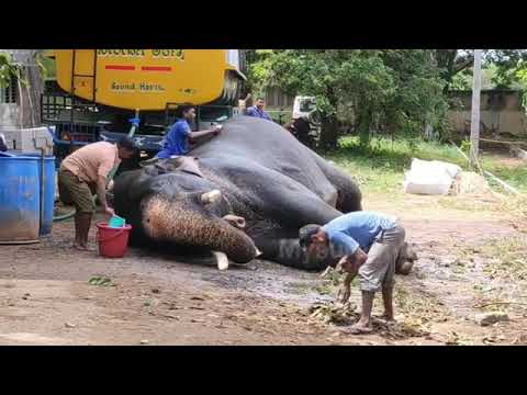 Elephant in relax mood..