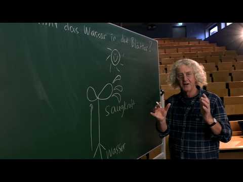 Pimp your brain: Wie kommt das Wasser in die Blätter?