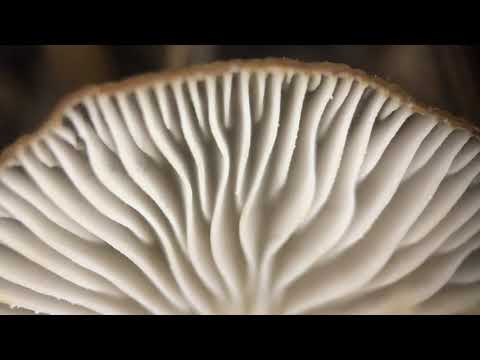 Deepmix Moscow - Gorje Hewek - Cotton Studio: En Tete