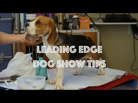 Can I put chalk on my dog?