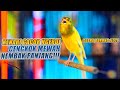 SUARA BURUNG 226 Kenari GACOR PANJANG INI Cocok Untuk Masteran KENARI PAUD Dan Kenari Macet BUNYI