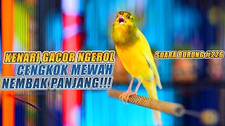 Download lagu SUARA BURUNG |226| Kenari GACOR PANJANG INI Cocok untuk Masteran KENARI PAUD dan Kenari Macet BUNYI mp3