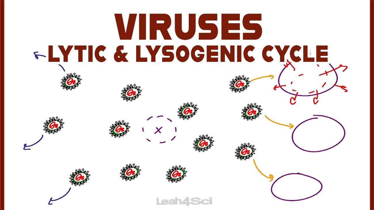 Lytic and Lysogenic Cycles of Virus Replication