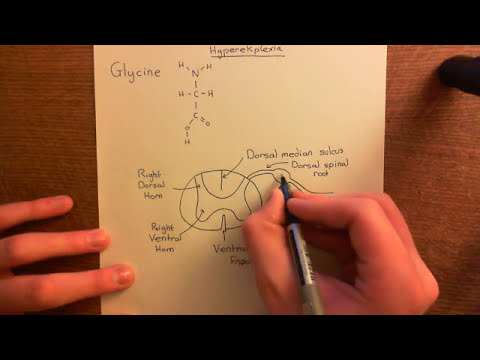 Glycine Receptors and Hyperekplexia Part 1
