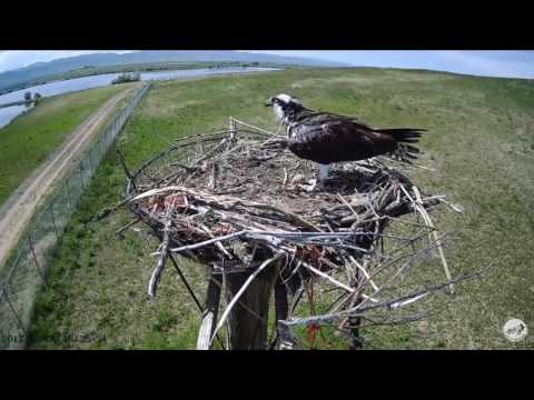 6/4/17 ~ OSMP OSPREY, CHICK GETS STEPPED ON AS FEMALE DEFENDS