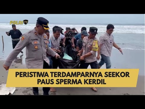 PERISTIWA TERDAMPARNYA SEEKOR PAUS SPERMA KERDIL