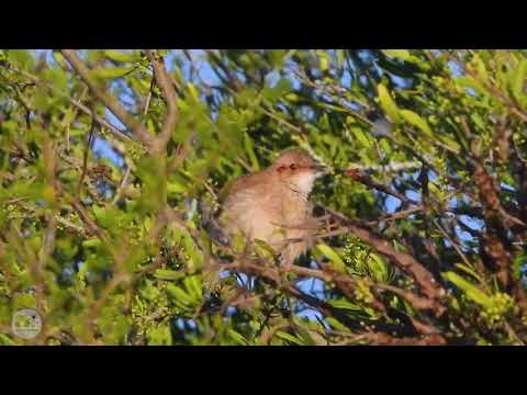 Hornero (Furnarius rufus) - Autóctonos (UY)