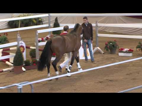 Süddeutsche Hengstkörung - FREISPRINGEN - Junghengst von Amantus, Katalog Nr. 44