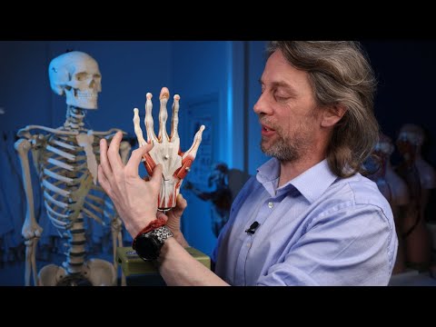 Dupuytren's contracture anatomy