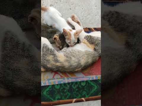 cat feeding her babies#shorts#jina.rina@