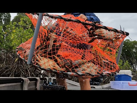 CRAB POTS full of BIG MUD CRABS !!! - PRAWNS for lunch???